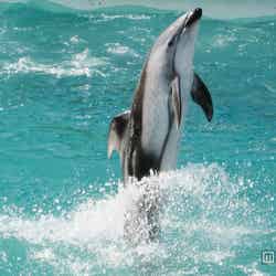 水しぶきまでくっきり鮮明/キヤノンの「PowerShot SX600 HS」で撮影