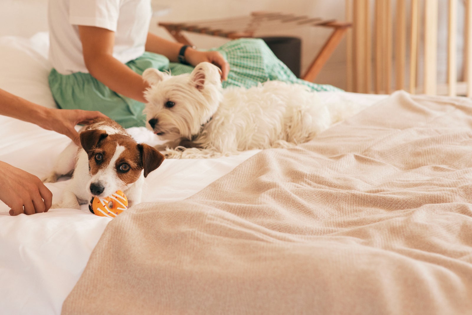 千葉に“全室犬OK”グランピング「まるのもり Glamping with Dog」浴槽付の広々空間＆芝生ドッグランも