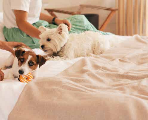 千葉に“全室犬OK”グランピング「まるのもり Glamping with Dog」浴槽付の広々空間&芝生ドッグランも