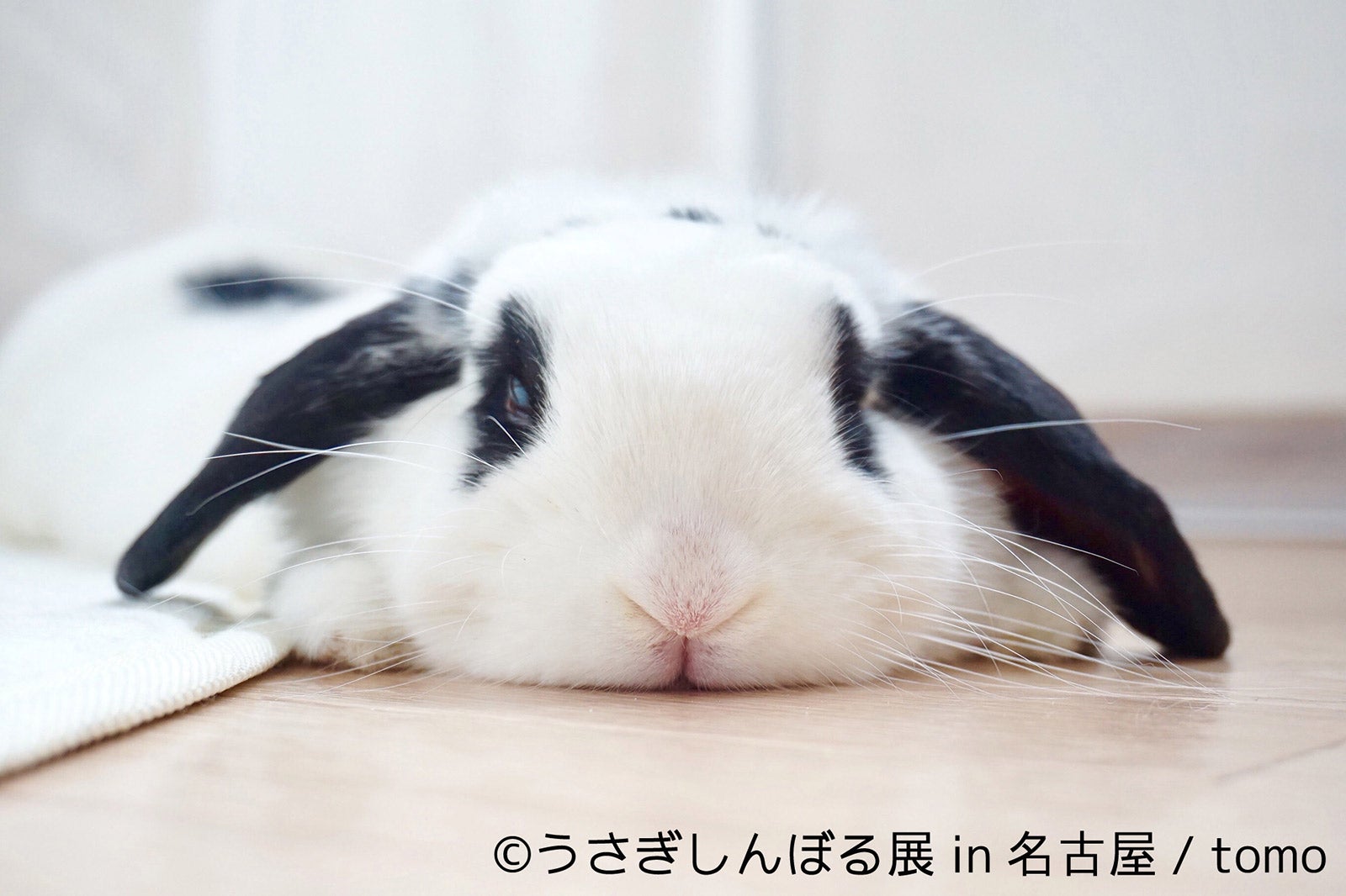 「うさぎしんぼる展 in 名古屋」／画像提供：株式会社BACON