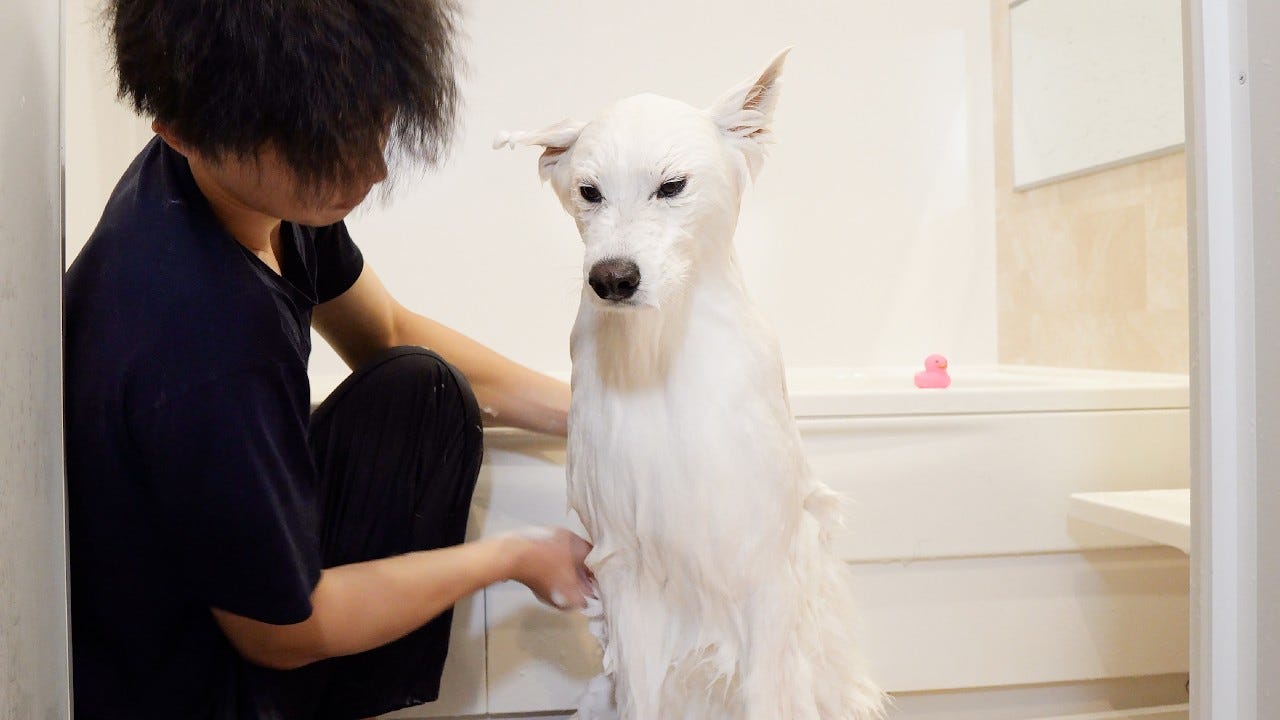 ふわふわなサモエドがシャンプー中に見せた姿が面白い＆可愛すぎる！