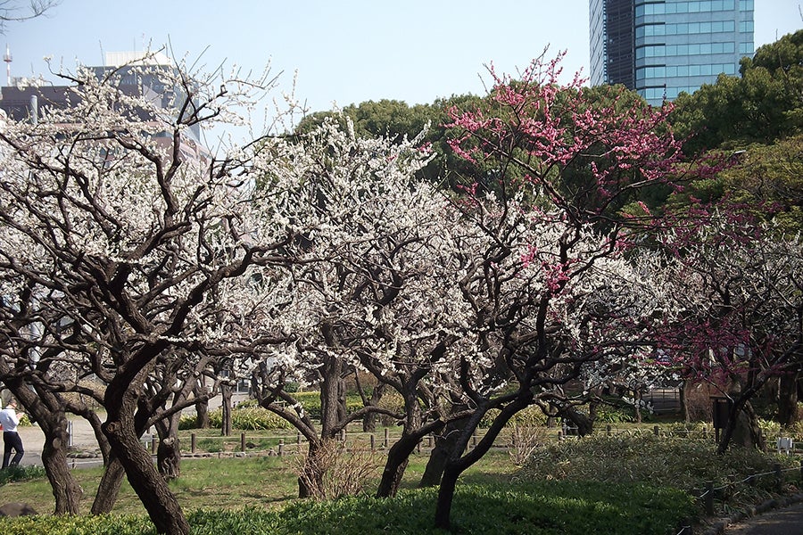 芝公園の梅