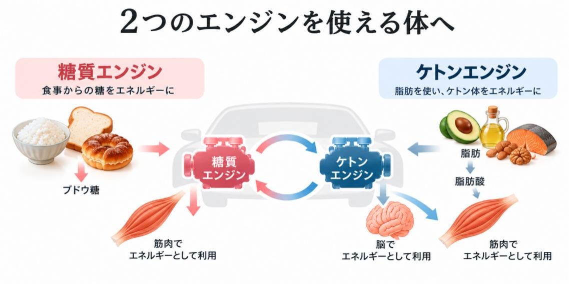 人の体は2つのエンジンがハイブリッドカーのように回っている ※画像:筆者作成