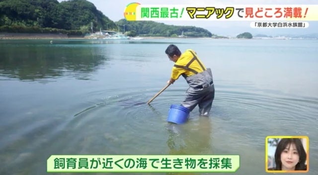 地元の生き物を展示する関西最古の水族館！「京都大学白浜水族館」