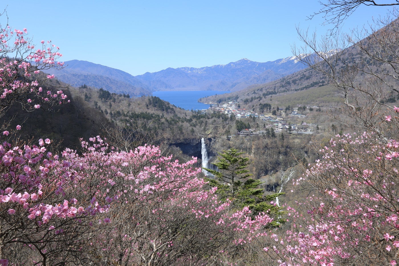 ピンク色の花が咲き春爛漫（提供画像）