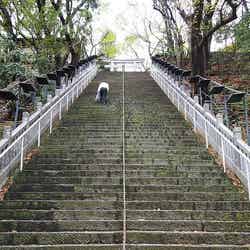 傾斜40度、段数86段の「出世の階段」／photo by Kentaro Ohno