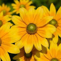 虹の花まつり/画像提供:富士急行