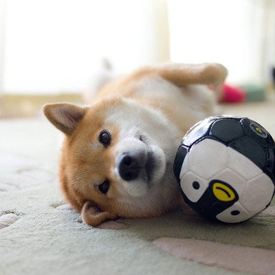 柴犬・まる／画像提供：株式会社グローバルエージェンツ