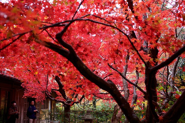 141129-2_厭離庵_4
by tetsukun0105