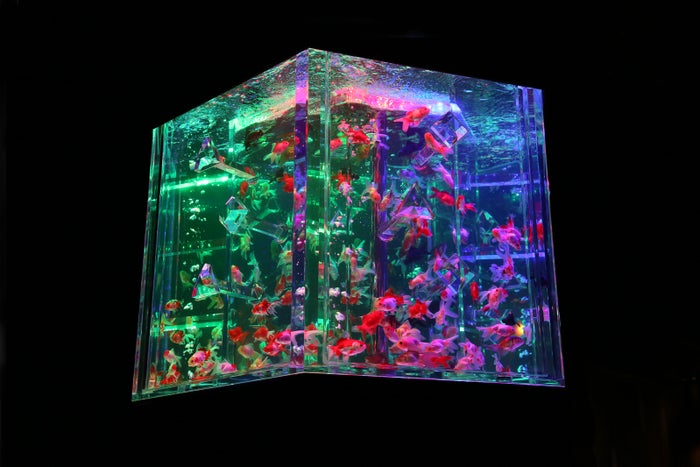 カレイドリウム 3D／画像提供：アートアクアリウム実行委員会