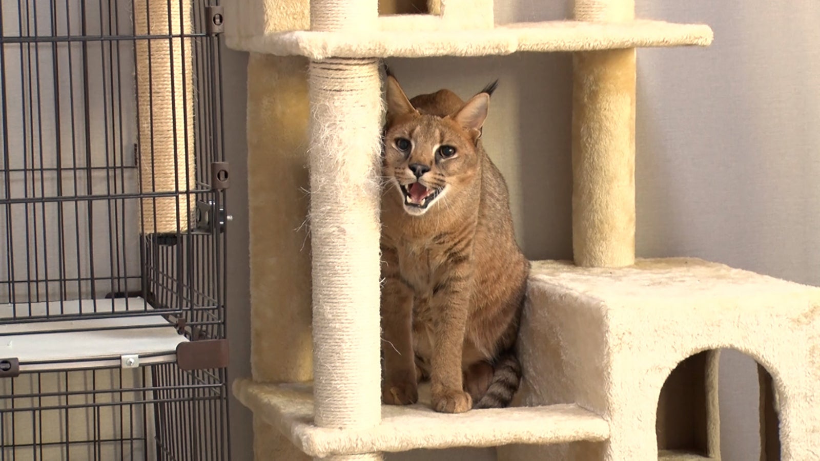 「笑える！泣ける！動物スクープ100連発」（C）TBS