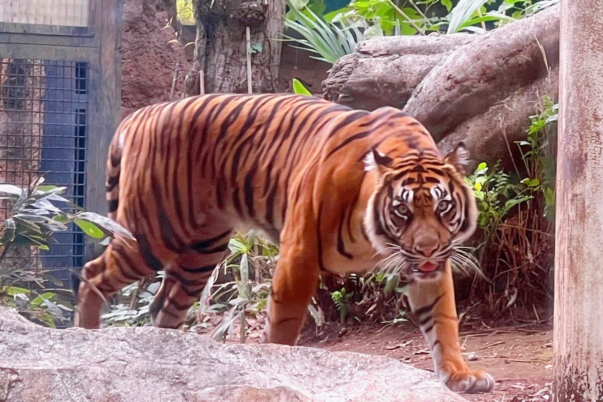 上野動物園　トラ