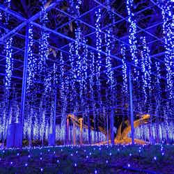 光の花の庭~Flower Fantasy(提供写真)