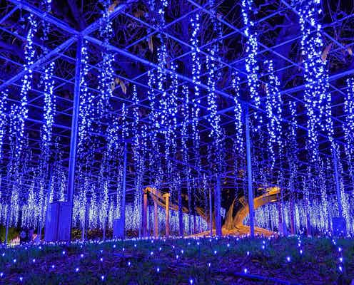 あしかがフラワーパークで人気イルミ「光の花の庭~Flower Fantasy~」500万球超えの輝きに香りの演出プラス