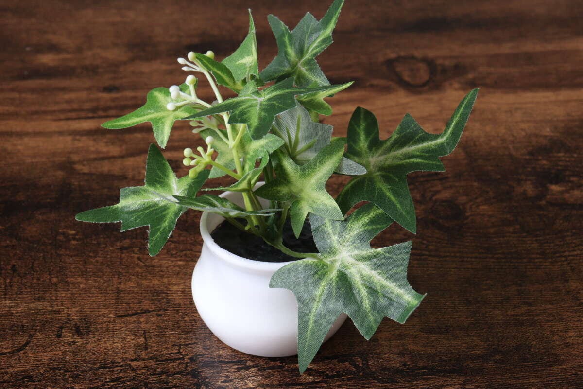 ダイソー　グリーンポット　100円