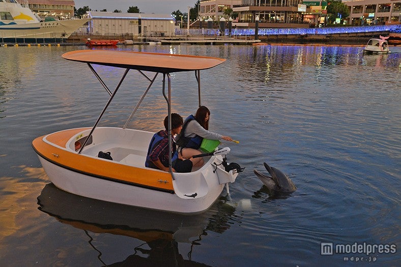 イルカのよるごはんタイム／画像提供：横浜八景島