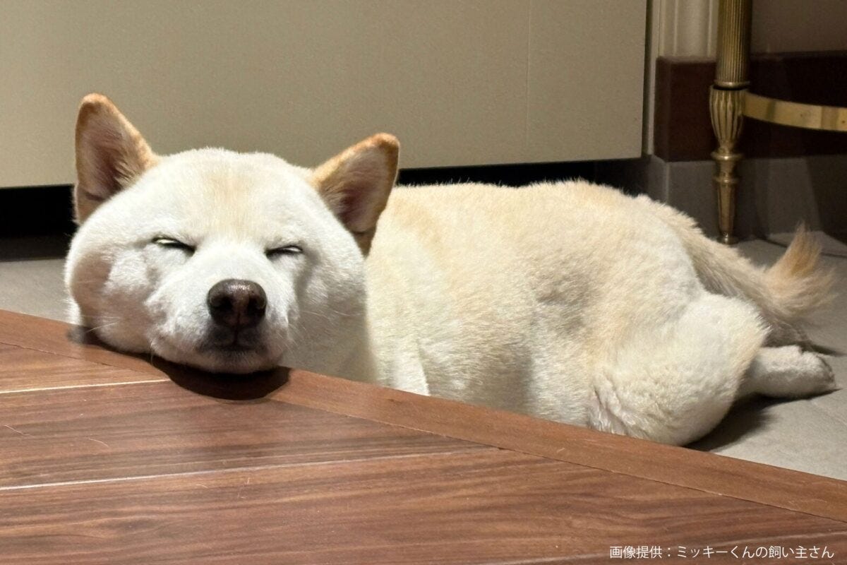 柴犬のミッキーくん