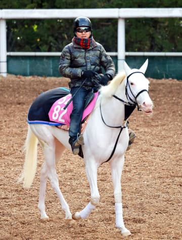 【フィリーズR】マルガ 桜切符つかむ！ 気性面改善に一筋の光明 北村助手も及第点「動きはまずまず」