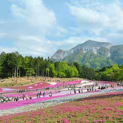 羊山公園/芝桜 by mxmstryo