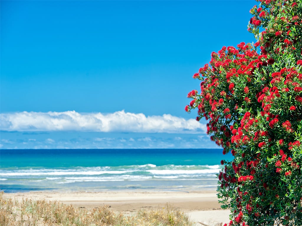 水着で迎えるクリスマスのニュージーランドは真夏のワンダーランド!