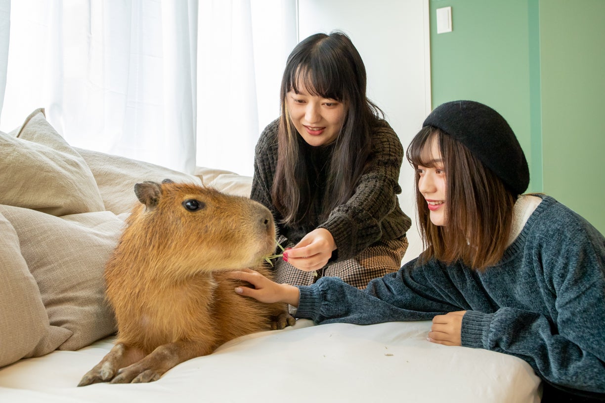 カピねこカフェ カピバラ 猫とモフれる 吉祥寺に日本唯一の動物カフェopen 女子旅プレス