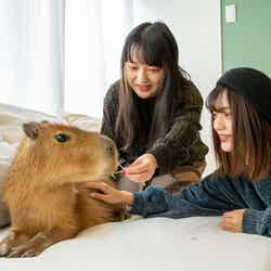 カピねこカフェ/画像提供:Foi