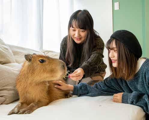 「カピねこカフェ」カピバラ&猫とモフれる!吉祥寺に日本唯一の動物カフェOPEN