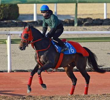 エコロヴァルツ 札幌記念は横山武とコンビ