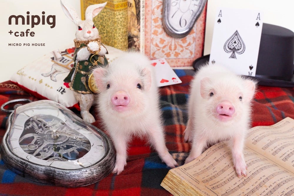 マイクロブタカフェ「マイピッグカフェ」福岡にオープン
