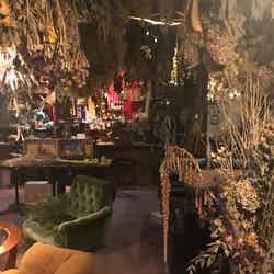 秘密基地植物園とカフェバーの店内風景(提供元:秘密基地植物園とカフェバー)