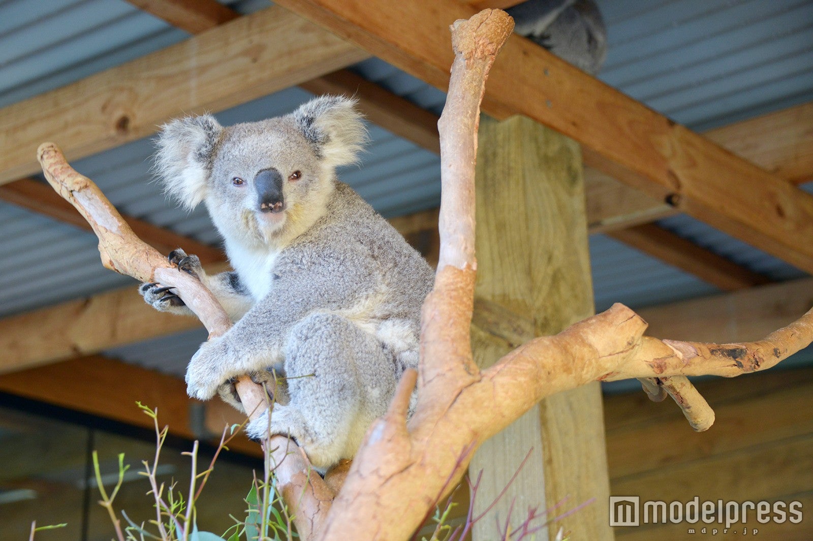 シンビオ・ワイルドライフ・パークでコアラに会おう（C）モデルプレス