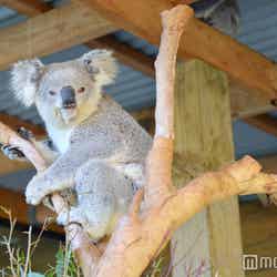 シンビオ・ワイルドライフ・パークでコアラに会おう(C)モデルプレス