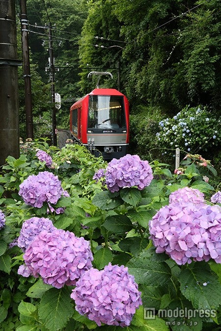 沿線に色とりどりのあじさいが咲き誇る／画像提供：小田急エージェンシー