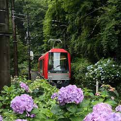 沿線に色とりどりのあじさいが咲き誇る/画像提供:小田急エージェンシー