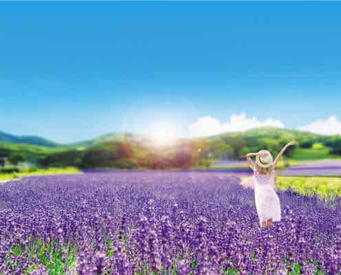 群馬「たんばらラベンダーパーク」関東最大級5万株開花&ラベンダー使用のスイーツも