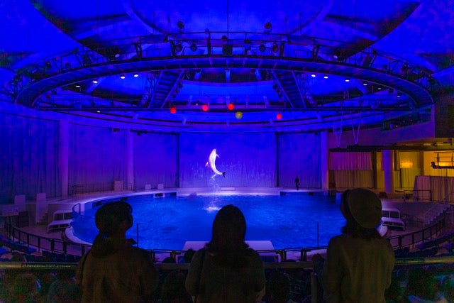 夜のイルカ&アシカショー[オーシャンナイトライブ] （提供画像）