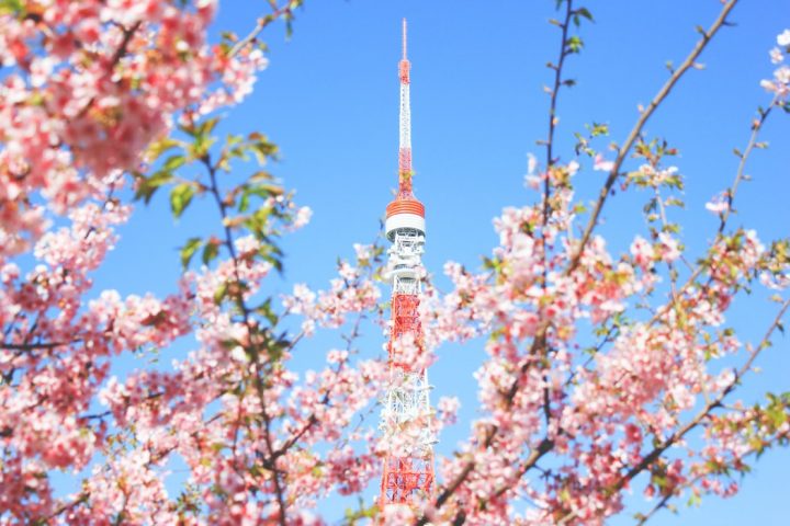 未来への 希望 を意味する花言葉を持つ花15選 夢に向かう人への贈り物にも最適 モデルプレス