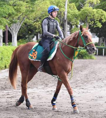 【新馬戦】デミアン 世界が注目するフライトライン初年度産駒が初陣 斎藤誠師「ポテンシャルの高い馬です」