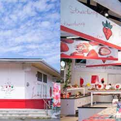 桜咲くいちごの国のティーパーティー/提供画像