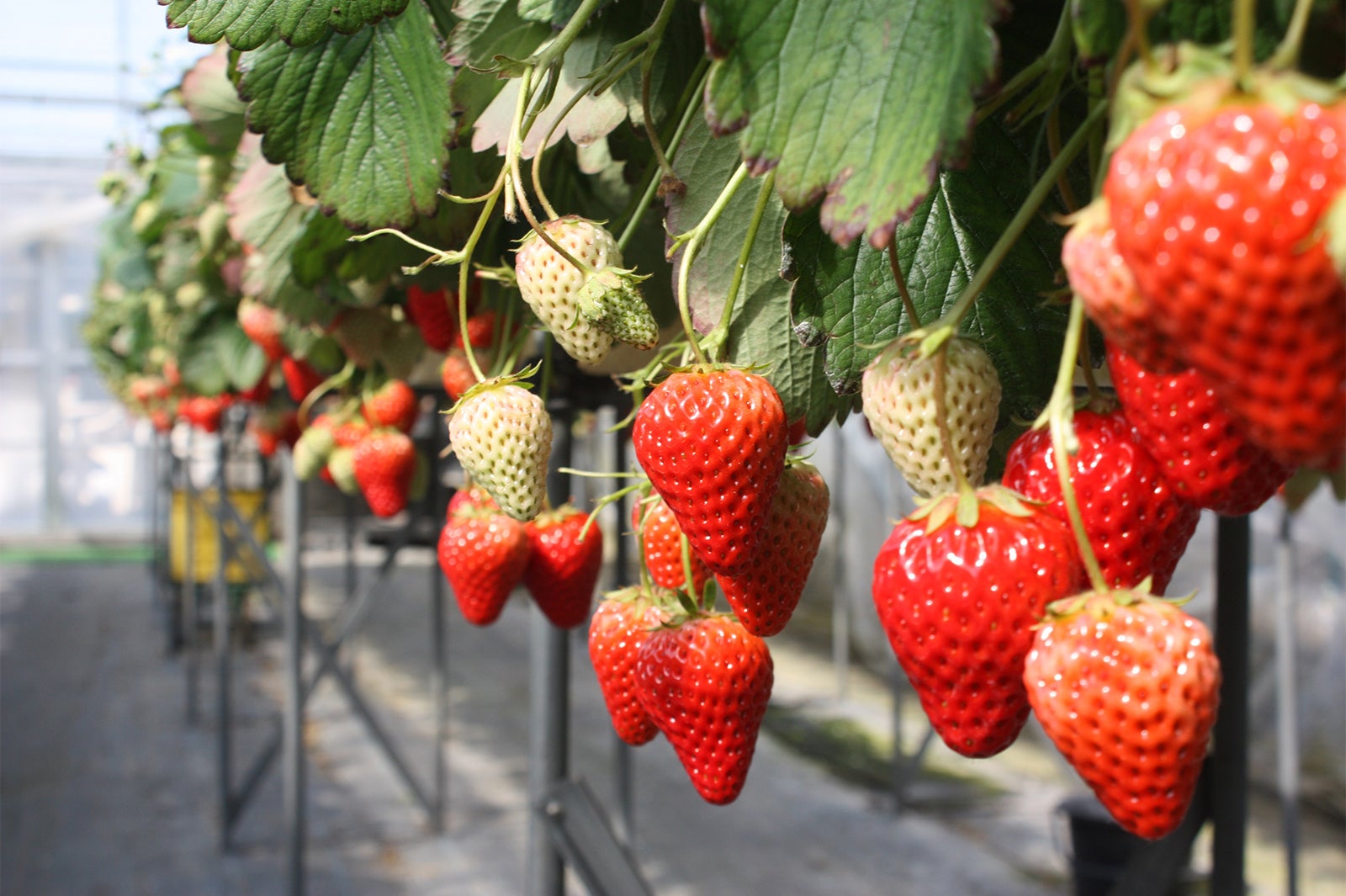 海老名市／イチゴ／画像提供：海老名市