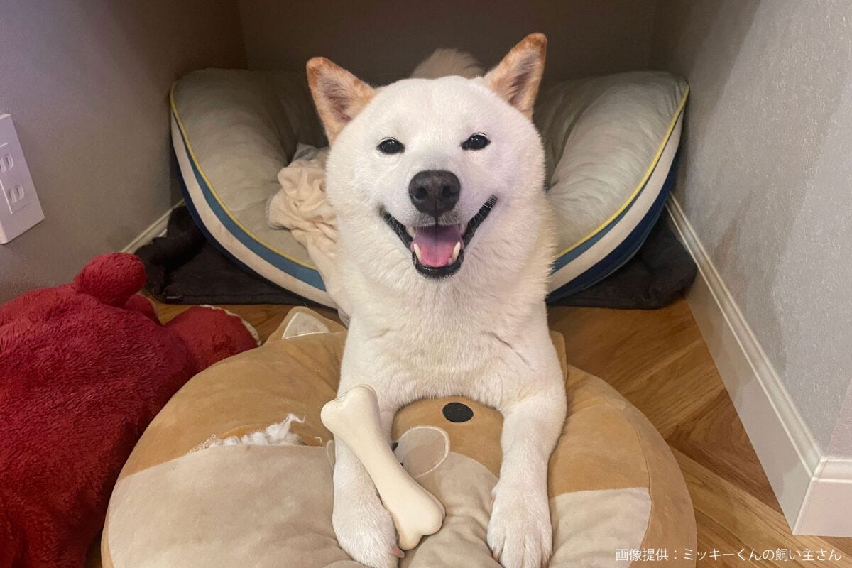 柴犬のミッキーくん