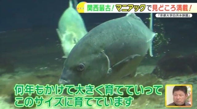 地元の生き物を展示する関西最古の水族館！「京都大学白浜水族館」