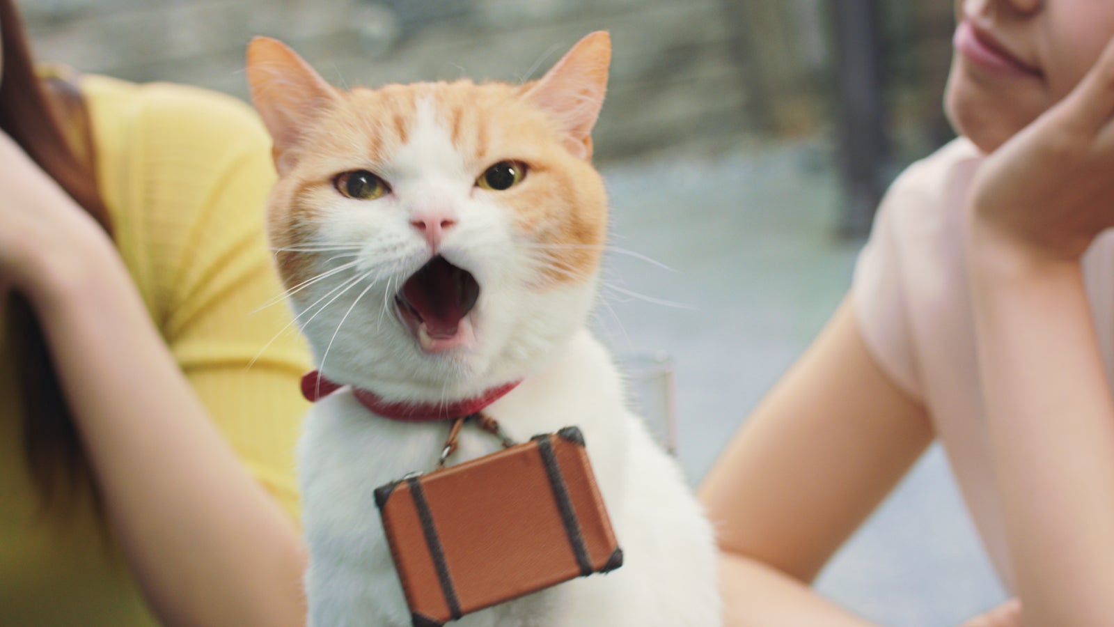 CMカット（提供写真）