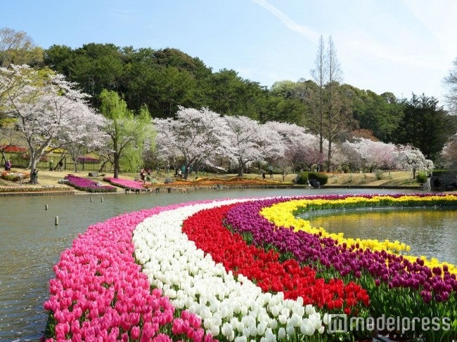 桜とチューリップの庭園（はままつフラワーパーク）／画像提供：静岡県