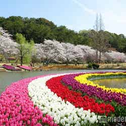 桜とチューリップの庭園(はままつフラワーパーク)/画像提供:静岡県