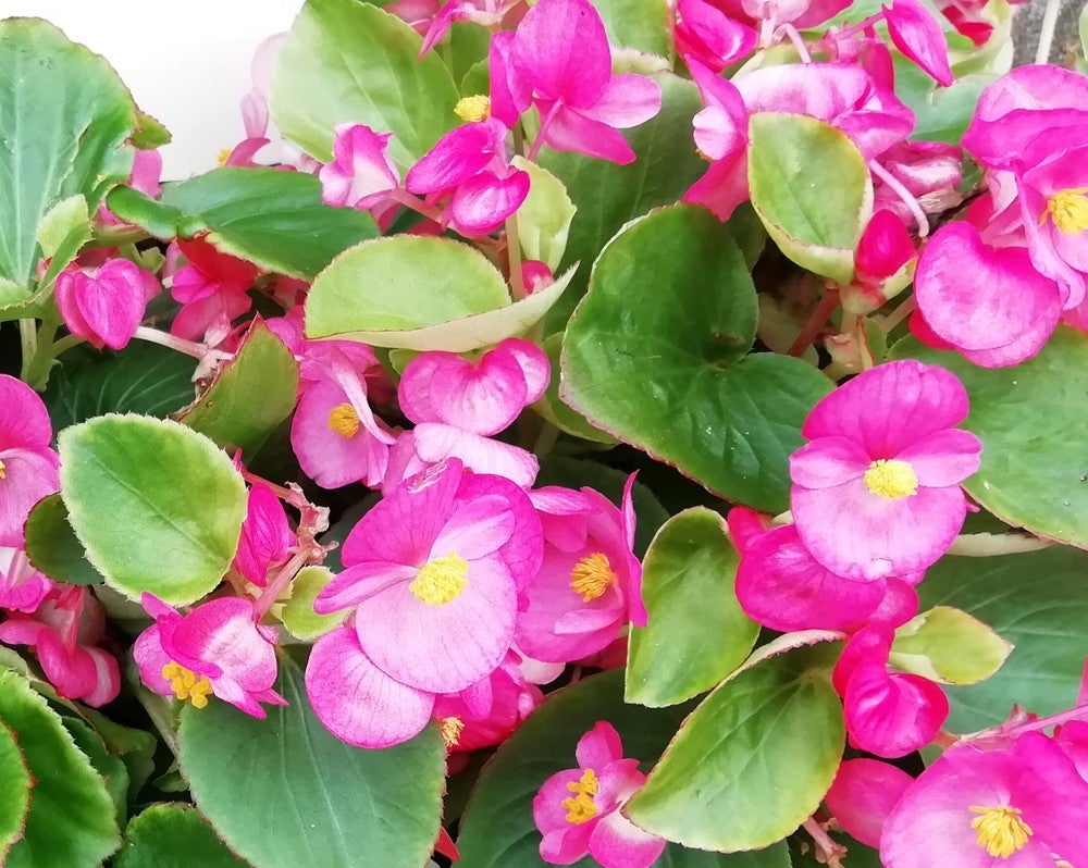 虹の花まつり／画像提供：富士急行