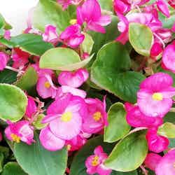 虹の花まつり/画像提供:富士急行