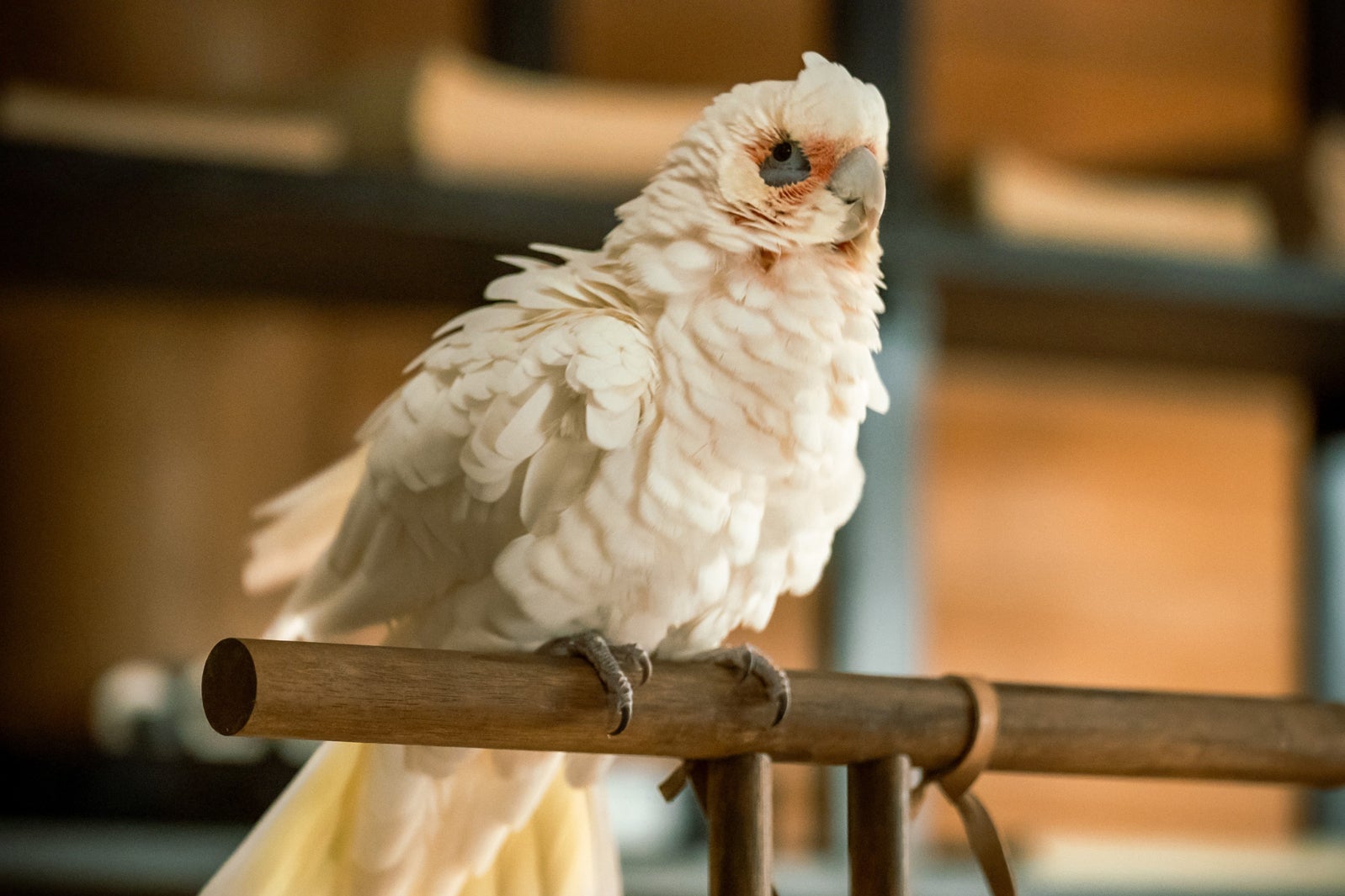 「光る君へ」第43話（C）NHK