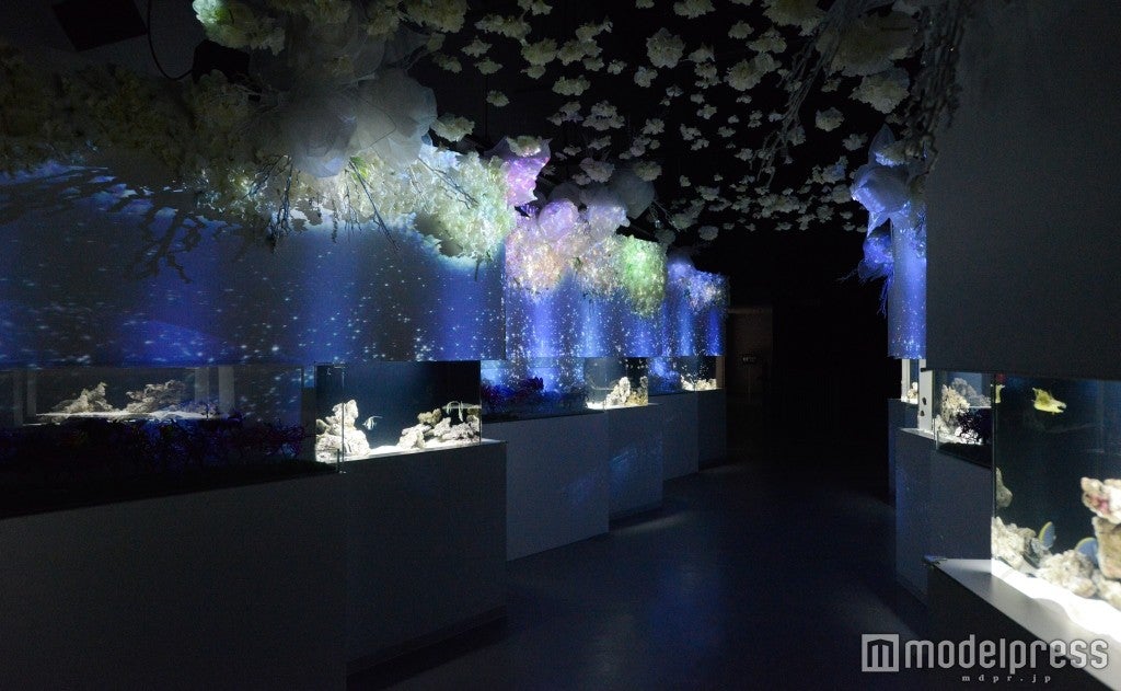 フローズンコーラルゲート／画像提供：横浜八景島