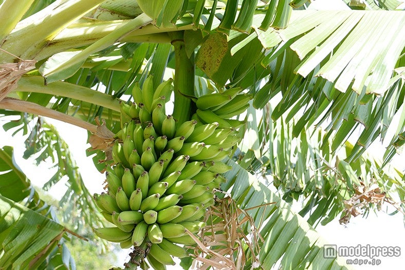 カフマナ・オーガニック・ファーム